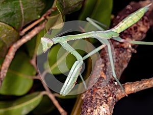Brazilian Mantid