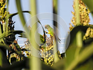 Brazilian maritaca parrot on sorhum field photo