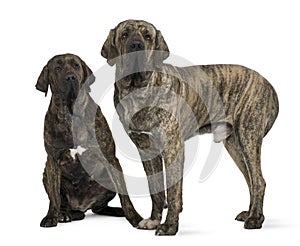 Brazilian Mastiff or Fila Brasileiro dog