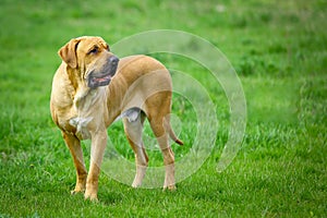 Brazilian Mastiff or Fila Brasileiro dog