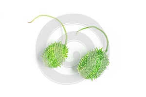 Brazilian Maxixe. Gherkin