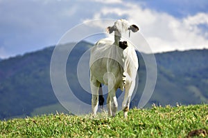 Brazilian meat, zebu breed growing in the fields