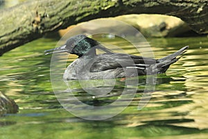 Brazilian merganser