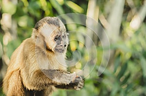 Brazilian monkey, Macaco Prego photo