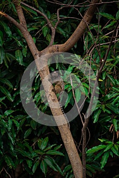 Brazilian monkey on tree photo