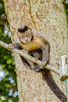 Brazilian monkeys in the open air