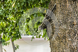 Mico star in a tree photo