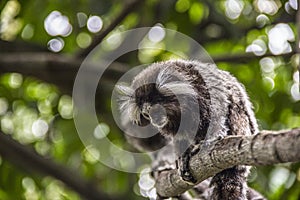 Brazilian monkeys in the open air