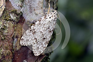 Brazilian moth sighted in remnant of Atlantic Rainforest