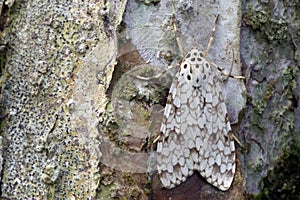 Brazilian moth sighted in remnant of Atlantic Rainforest