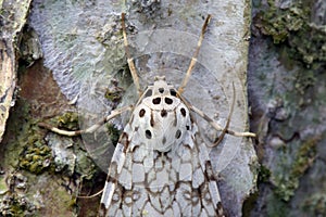 Brazilian moth sighted in remnant of Atlantic Rainforest