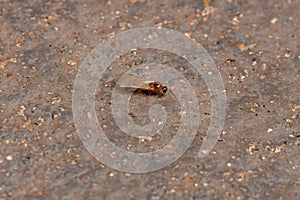 Brazilian Myrmicine Ant