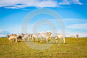 Brazilian nelore catle on pasture in Brazil`s countryside.