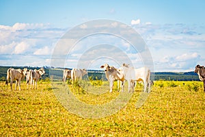 Brazilian nelore catle on pasture in Brazil`s countryside.