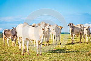 Brazilian nelore catle on pasture in Brazil`s countryside. photo