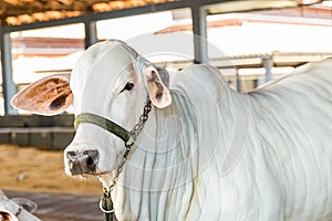 Brazilian Nelore elite cattle in a exposition park photo