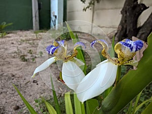 Brazilian Neomarica Candida flower in the garden