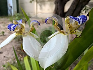 Brazilian Neomarica Candida flower in the garden