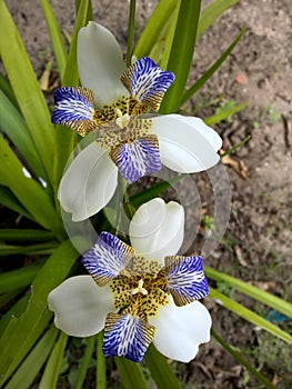 Brazilian Neomarica Candida flower in the garden