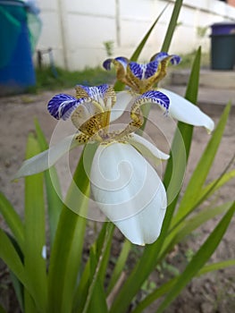 Brazilian Neomarica Candida flower in the garden
