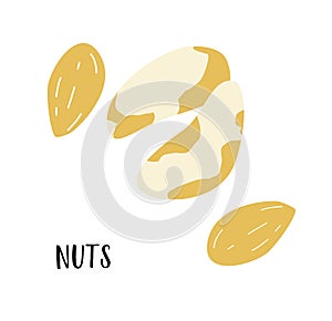 Brazilian nut, almond nut vector illustration. Vibrant, organic, and nutrient-rich, it celebrates the essence of Brazils