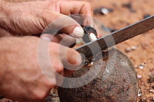 Brazilian Nuts photo