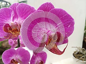 Brasileno orquídea 
