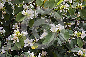 Brasileno orquídea un árbol en el momento de la floración 