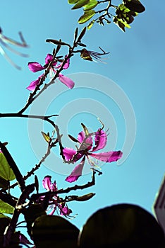 Brasileno orquídea un árbol en el momento de la floración cielo azul 