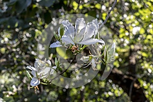 Brazilian orchid tree or pata-de-vaca, Bauhinia forficata, tree of the Fabaceae family greatly appreciated photo