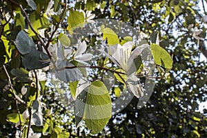 Brazilian orchid tree or pata-de-vaca, Bauhinia forficata, tree of the Fabaceae family greatly appreciated photo