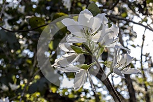 Brazilian orchid tree or pata-de-vaca, Bauhinia forficata, tree of the Fabaceae family greatly appreciated