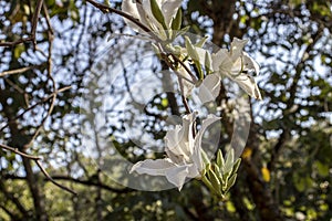 Brazilian orchid tree or pata-de-vaca, Bauhinia forficata, tree of the Fabaceae family greatly appreciated