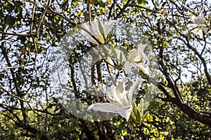 Brazilian orchid tree or pata-de-vaca, Bauhinia forficata, tree of the Fabaceae family greatly appreciated