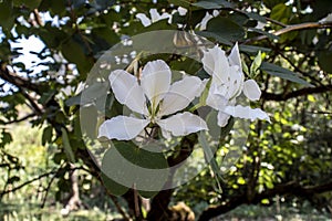 Brazilian orchid tree or pata-de-vaca, Bauhinia forficata, tree of the Fabaceae family greatly appreciated