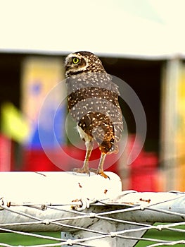 Brazilian owl Futebol gol