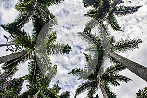 Brazilian palm tree