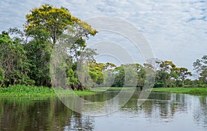 Brazilian Panantal and river