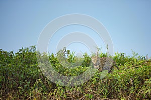 Brazilian Pantanal - The Jaguar