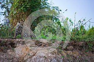 Brazilian Pantanal - The Jaguar