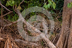 Brazilian Pantanal - The Jaguar