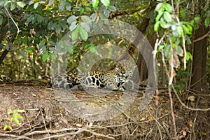 Brazilian Pantanal - The Jaguar