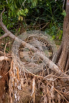 Brazilian Pantanal - The Jaguar