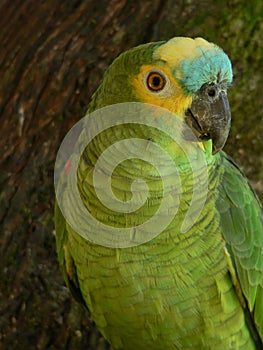 Brazilian parrot