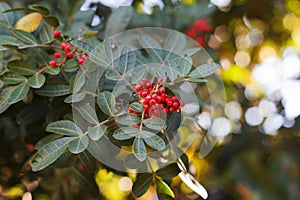 Brazilian pepper, aroeira, rose pepper, Christmasberry tree