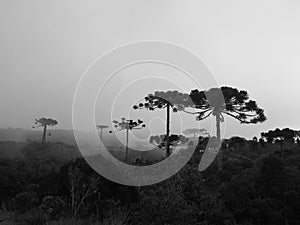 Brazilian pines in National park of Aparados da Serra photo