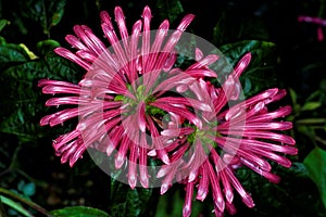 Brazilian plume flower