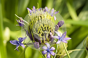 Brazilian  Plume flower