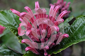 Brazilian Plume Flower