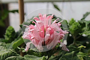 Brazilian Plume Flower - Jacobinia Carnea